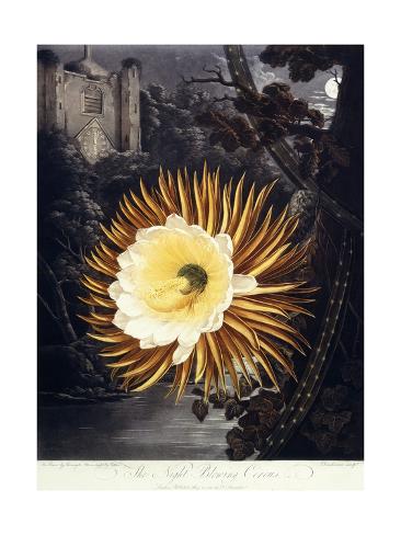 Giclee Print: The Night Blowing Cereus, 1800 by Philip Reinagle: 24x18in