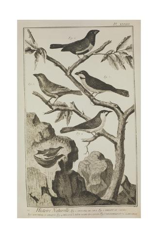 Giclee Print: Plate Showing Birds from Denis Diderot: 24x16in