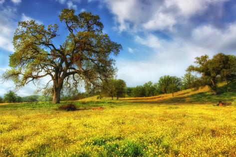 Photographic Print: Dreamy Spring Glow, Central California by Vincent James: 24x16in