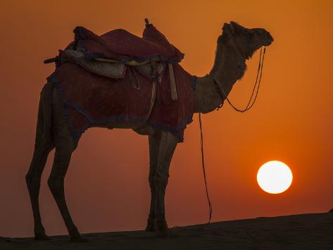 Photographic Print: Camel Silhouetted Against the Setting Sun in the Thar Desert Near Jaisalmer, India by Frances Gallogly: 24x18in