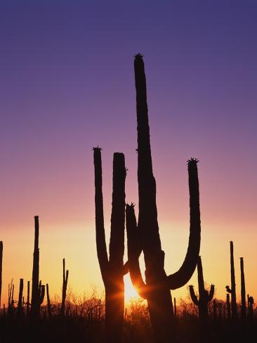 Photographic Print: Saguaro Cacti at Sunset by James Randklev: 12x9in