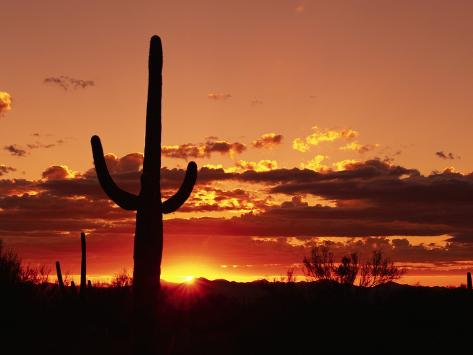 Photographic Print: Saguaro at Sunset by James Randklev: 12x9in