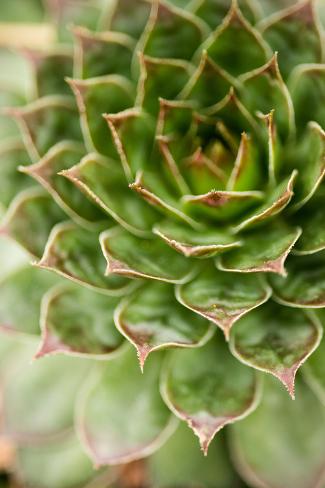 Photographic Print: Sempervivum Succulent III by Erin Berzel: 24x16in