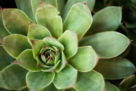 Photographic Print: Sempervivum Rupicolum I by Erin Berzel: 24x16in