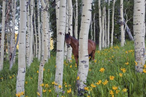 Photographic Print: Horse in a Field of Wildflowers and Aspen Trees. Uinta Mountains, Utah. by Mint Images - David Schultz: 18x12in