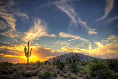 Photographic Print: Saguaro Sol by Jason Corneveaux: 24x16in