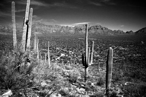 Photographic Print: Arizona, Tucson, Saguaro Np, Brown Mountain by James Denk: 24x16in