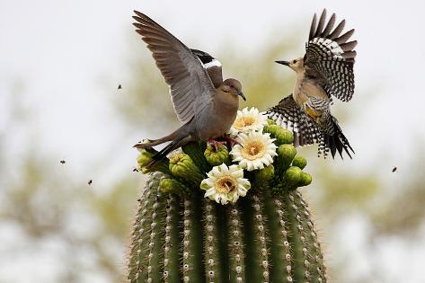 Photographic Print: Dove and Woodpecker on Blooming Saguaro Cactus by barbaracarrollphotography: 24x16in