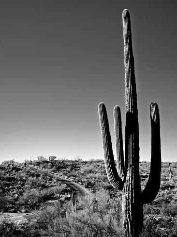 Photographic Print: Saguaro Cactus by Cameron Davidson: 16x12in