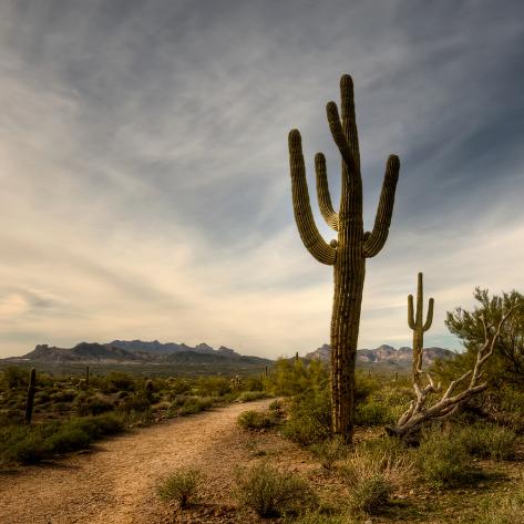 Photographic Print: Saguaro by Merilee Phillips: 16x16in