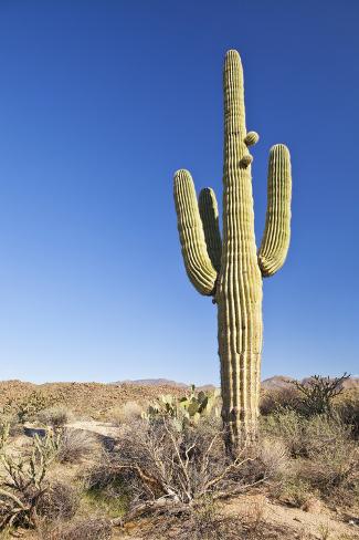 Photographic Print: Usa, Arizona, Phoenix, Saguaro Cactus on Desert by Bryan Mullennix: 24x16in