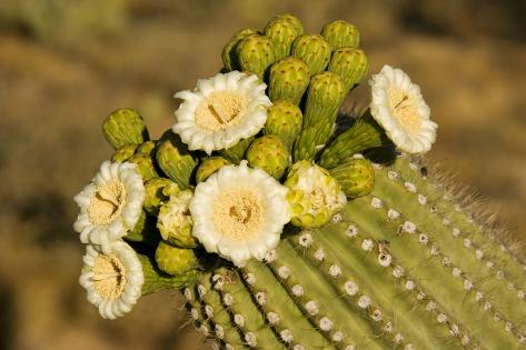 Photographic Print: Giant Saguaro with Buds and Flowers: 24x16in