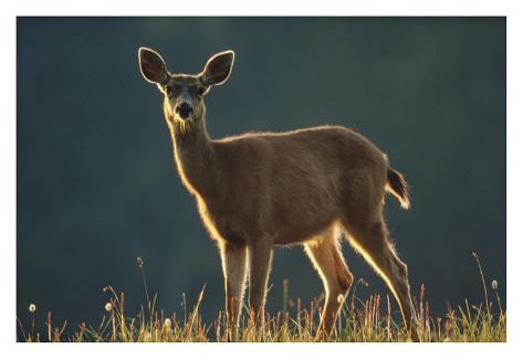 Art Print: Mule Deer portrait in alpine meadow, Washington by Tim Fitzharris: 22x32in