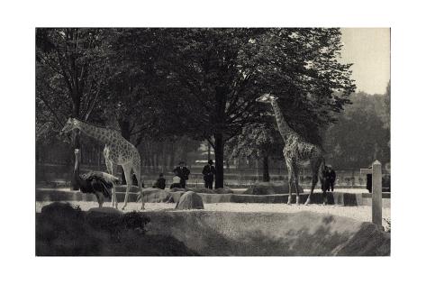 Giclee Print: Paris, Museum National D'Histoire Naturelle, Parc Zoologique, Bois D.Vincennes: 24x16in