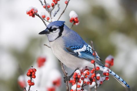 Photographic Print: Blue Jay in Common Winterberry in Winter, Marion, Illinois, Usa by Richard ans Susan Day: 24x16in