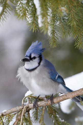 Photographic Print: Blue Jay in Spruce Tree in Winter, Marion, Illinois, Usa by Richard ans Susan Day: 24x16in