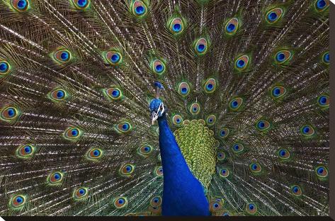 Stretched Canvas Print: Indian Peafowl male with tail fanned out in courtship display, native to Asia by Tim Fitzharris: 20x30in