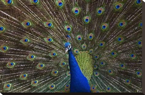 Stretched Canvas Print: Indian Peafowl male with tail fanned out in courtship display, native to Asia by Tim Fitzharris: 16x24in