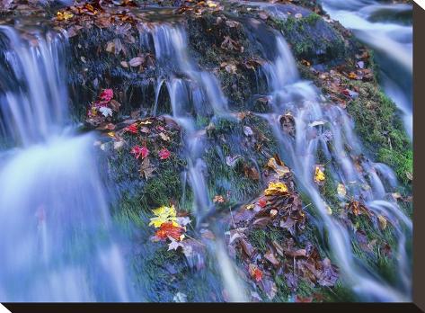 Stretched Canvas Print: Laurel Creek cascades, Great Smoky Mountains National Park, Tennessee by Tim Fitzharris: 12x16in