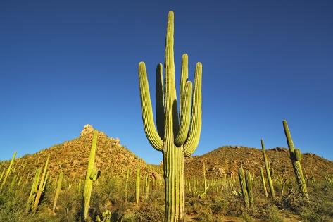 Photographic Print: Saguaro by Frank Krahmer: 24x16in