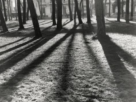 Photographic Print: Timber-Backlit Pinewood Viareggio by Renzo Ferrini: 24x18in