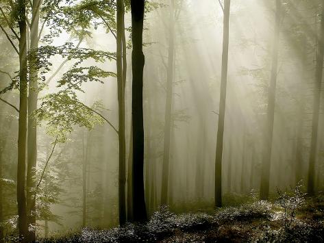 Photographic Print: Sun Rays in the Wood by PhotoINC: 24x18in