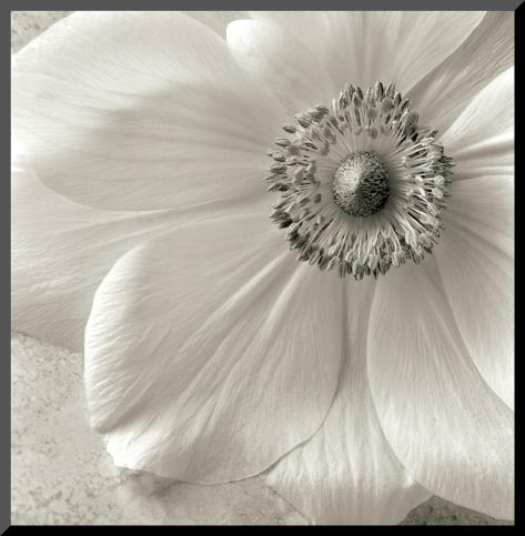 Mounted Print: Poppy Study II by Sondra Wampler: 12x12in