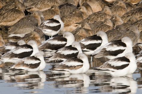 Photographic Print: American Avocts, Marbled Godwits and Willets Sleeping by Hal Beral: 24x16in