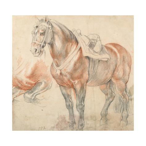 Giclee Print: Saddled Horse, C. 1616-1618 by Peter Paul Rubens: 16x16in