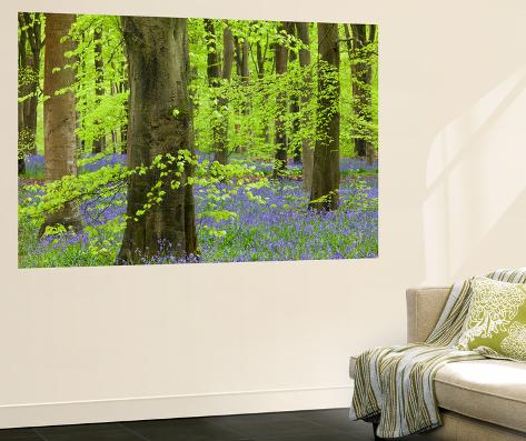 Wall Mural: Bluebell Carpet in a Beech Woodland, West Woods, Lockeridge, Wiltshire, England. Spring by Adam Burton: 72x48in