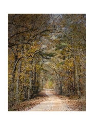 Giclee Print: Chickasaw Forest in Autumn 2 by Jai Johnson: 24x18in