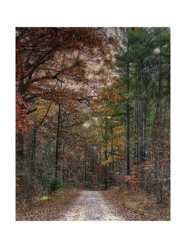 Giclee Print: Chickasaw Forest in Autumn 1 by Jai Johnson: 24x18in