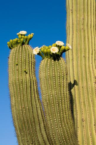 Photographic Print: Saguaro Cactus in Bloom, Sonoran Desert Near Tucson, Arizona by Susan Degginger: 24x16in