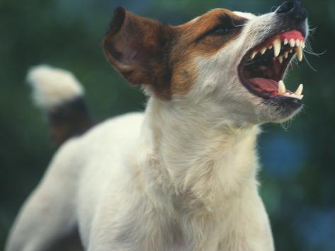 Photographic Print: Jack Russell Terrier Barking by DLILLC: 24x18in