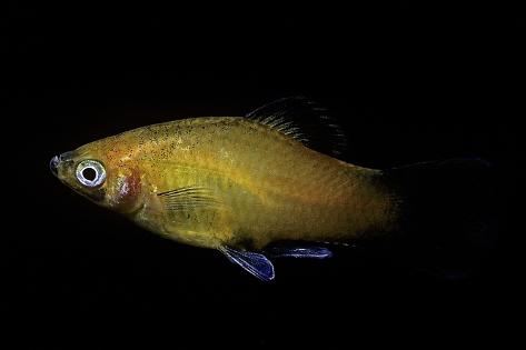 Photographic Print: Xiphophorus Maculatus (Southern Platyfish, Platy, Moonfish, Mickey Mouse Platy) by Paul Starosta: 24x16in