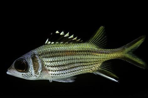 Photographic Print: Neoniphon Sammara (Sammara Squirrelfish, Bloodspot Squirrelfish, Armed Squirrel-Fish) by Paul Starosta: 24x16in