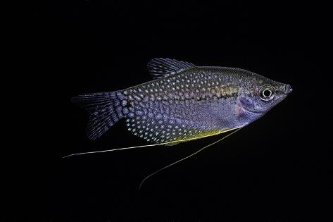 Photographic Print: Trichogaster Leeri (Pearl Gourami, Lace Gourami) by Paul Starosta: 24x16in