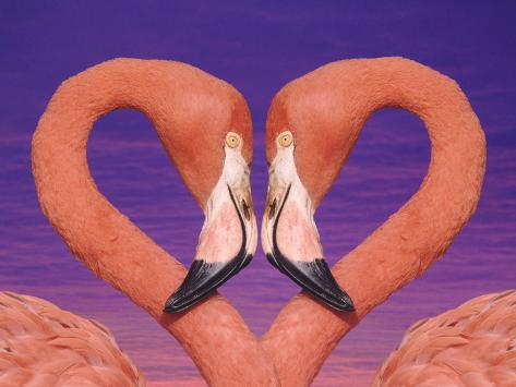 Photographic Print: Pink Flamingos in Love by DLILLC: 24x18in