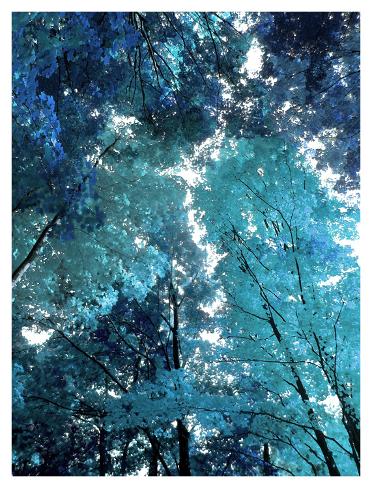 Giclee Print: Blue Forest I by Derek Scott: 42x32in