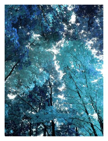 Giclee Print: Blue Forest I by Derek Scott: 60x46in