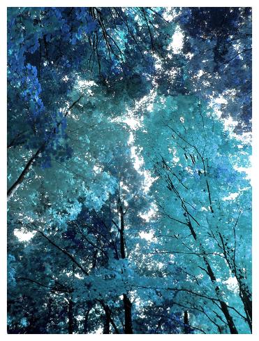 Giclee Print: Blue Forest I by Derek Scott: 50x38in