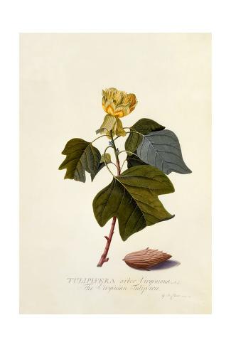 Giclee Print: The Virginian Tulip Tree, C.1743 by Georg Dionysius Ehret: 24x16in