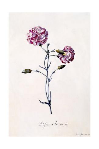 Giclee Print: Difor Amourius, Carnation, C.1745 by Georg Dionysius Ehret: 24x16in