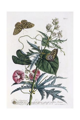 Giclee Print: Abutilon and Convolvulus, C.1748 by Georg Dionysius Ehret: 24x16in