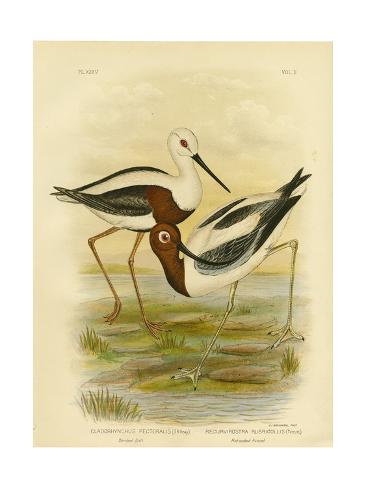 Giclee Print: Banded Stilt, 1891 by Gracius Broinowski: 24x18in