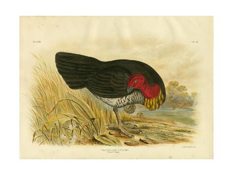 Giclee Print: Brush Turkey, 1891 by Gracius Broinowski: 24x18in