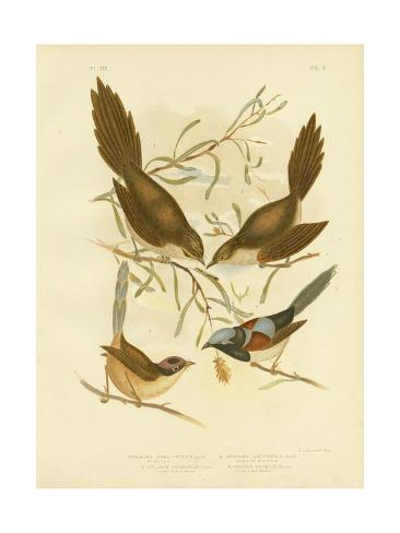 Giclee Print: Bristle Bird, 1891 by Gracius Broinowski: 24x18in