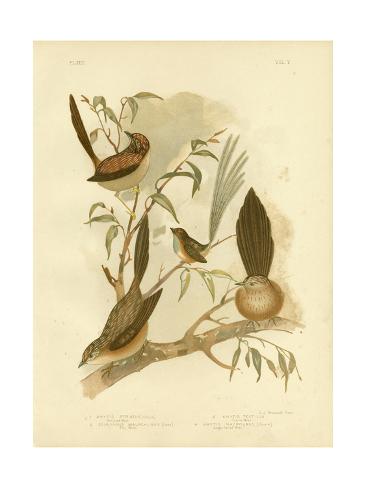 Giclee Print: Striated Wren, 1891 by Gracius Broinowski: 24x18in