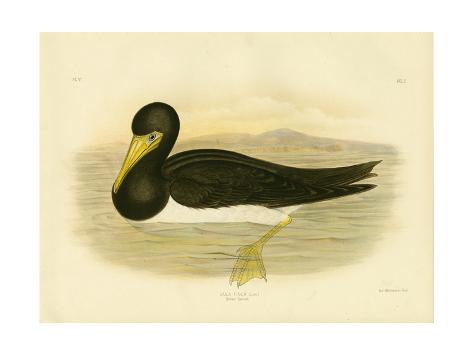 Giclee Print: Brown Gannet, 1891 by Gracius Broinowski: 24x18in