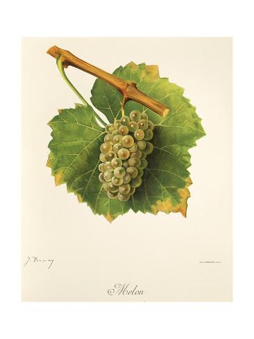 Giclee Print: Melon Grape by J. Troncy: 24x18in